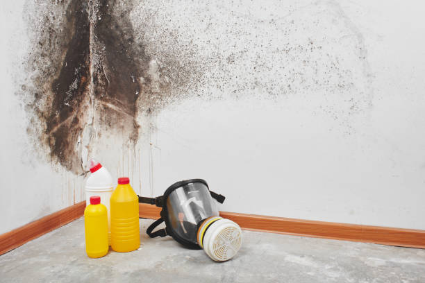 Best Basement Mold Removal  in Forest City, PA